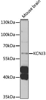 KCNJ3 / GIRK1 Antibody
