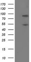 PNMA3 Antibody (clone OTI3F4)