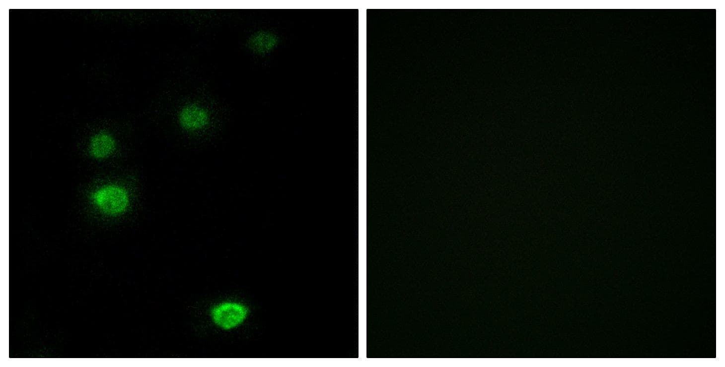 POLR3E / SIN Antibody