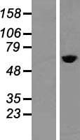 TCP1 Protein (Over-Expression Lysate Myc-DDK (Flag))