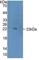 CLEC10A / CD301 Antibody (aa71-239, FITC)