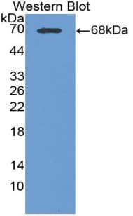 CPA3 Antibody (aa110-417)