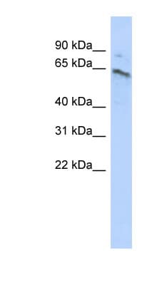 ZNF468 Antibody (aa287-336)