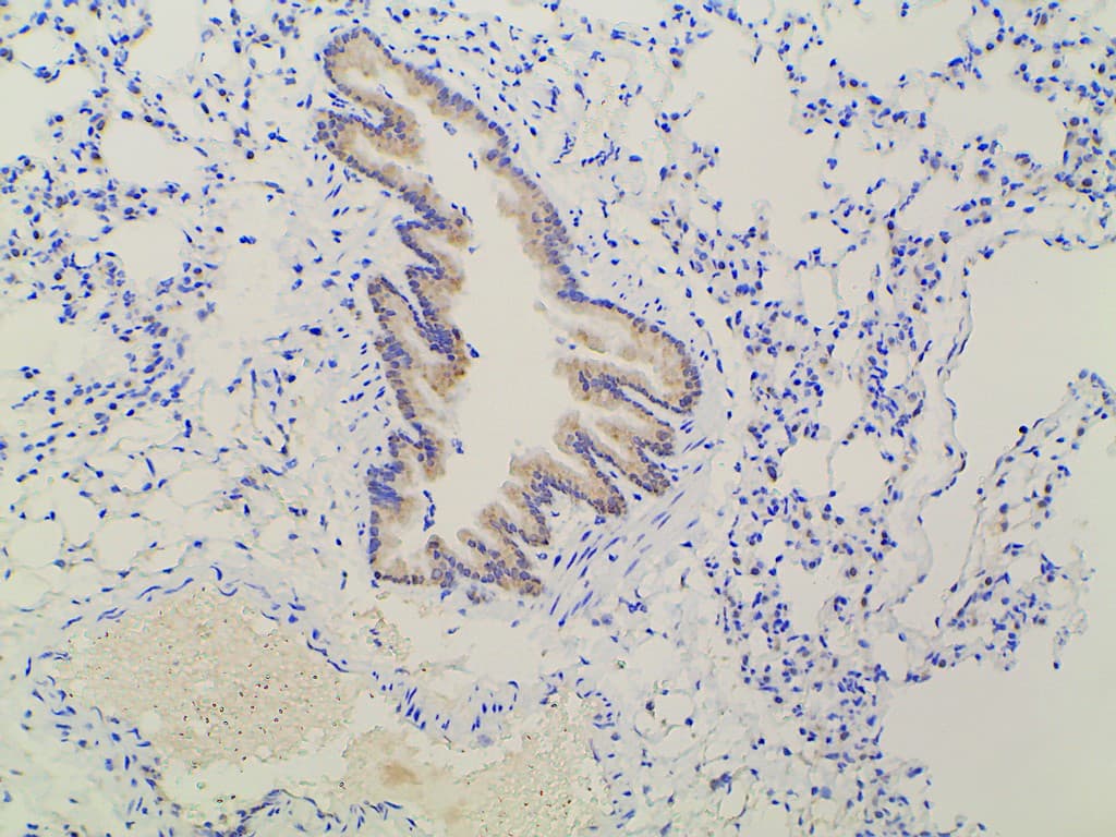 EFNB2 / Ephrin B2 Antibody