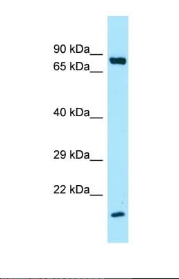 SFTPA1 / Surfactant Protein A Antibody (C-Terminus)