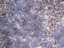 Polyclonal Goat Anti-Rat IgG Secondary Antibody (HRP, IHC)