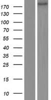 MAP2 Protein (Over-Expression Lysate Myc-DDK (Flag))