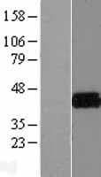 KCNAB2 / Kv-Beta-2 Protein (Over-Expression Lysate Myc-DDK (Flag))