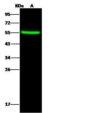 LAP3 Antibody (Preservative Free)
