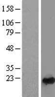 RAB24 Protein (Over-Expression Lysate Myc-DDK (Flag))