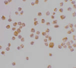 Polyclonal Rabbit anti-Human CASP9 / Caspase 9 Antibody (aa299-318, WB)