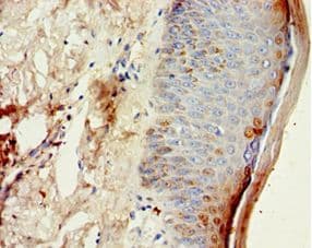 CST6 / Cystatin E/M Antibody (aa29-149)