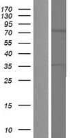 Human TNK1 Protein (Over-Expression Lysate Myc-DDK (Flag))