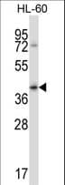 CD32B Antibody (aa250-279)