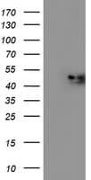 NDUFAF7 Antibody (clone OTI4A5, Carrier-free)