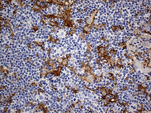CD14 Antibody (aa20-87, clone OTI10C2)
