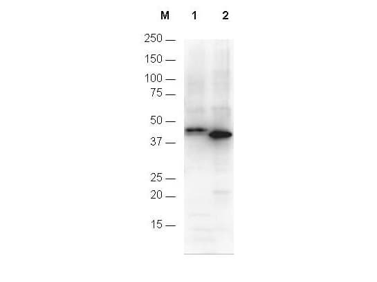 His Tag Antibody