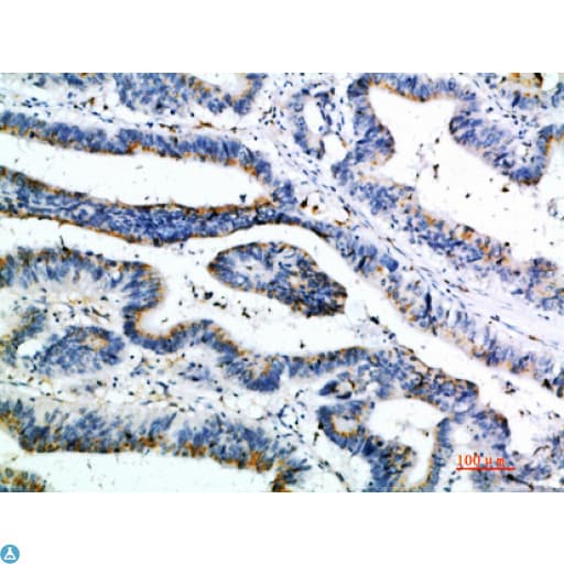CCL21 / SLC Antibody