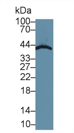 SMAD3 Antibody (aa231-425)