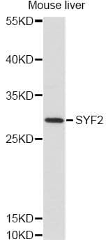 SYF2 / p29 Antibody