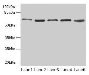STI1 / STIP1 Antibody