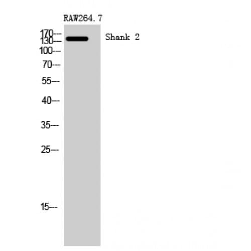 SHANK2 / SHANK Antibody (300-380 aa, Internal)