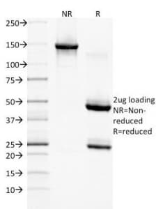 EGFR Antibody (clone GFR/1708, Azide-free, BSA-free)