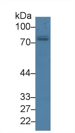 PRKCZ / PKC-Zeta Antibody (aa404-591, PE)