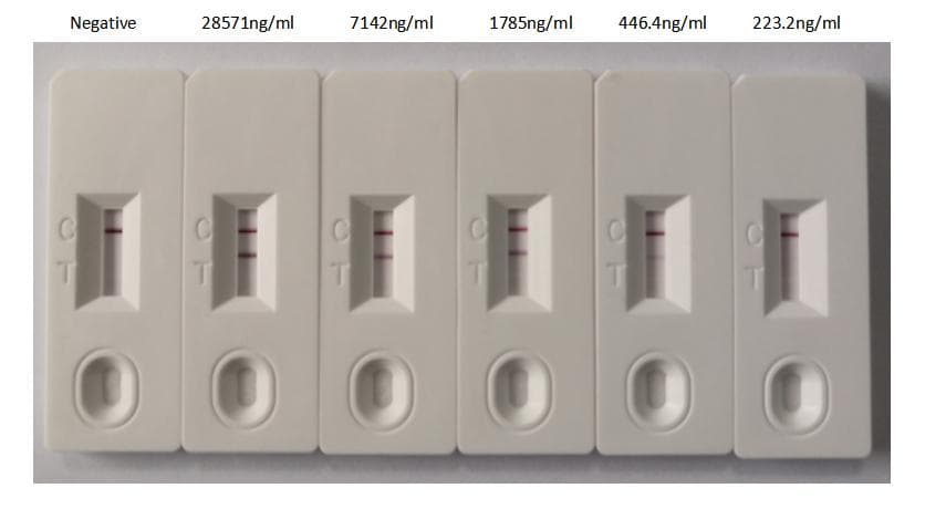 SARS-CoV-2 Nucleoprotein Antibody (aa1-419, clone 1A6)