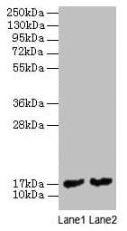 MPT63 Antibody