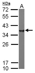 IHC-plus™ Alpha SNAP Antibody (aa78-295)