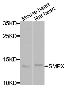 SMPX Antibody