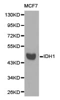 IDH1 / IDH Antibody