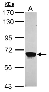 MPP2 Antibody (aa86-486)