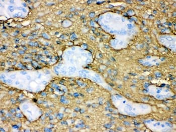 AQP4 / Aquaporin 4 Antibody