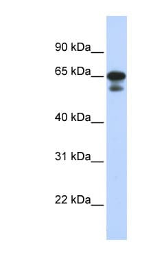 Polyclonal Rabbit anti-Human HINFP Antibody (C-Terminus, WB)