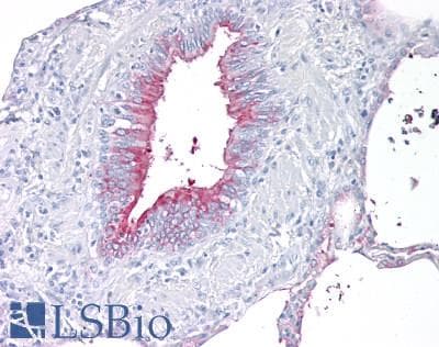 Monoclonal Rat anti-Mouse PIGR Antibody (clone 7C1, IHC, WB)