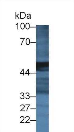 CPA2 Antibody (aa26-417, PE)