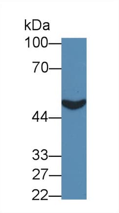 PCYOX1 Antibody (aa174-505, PE)