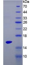 Mouse IL17 Protein (Recombinant His-T7)