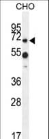 ZUFSP Antibody (aa107-136)