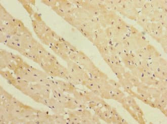 Polyclonal Rabbit anti-Human REEP3 Antibody