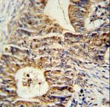 KLHL24 Antibody (aa182-211)