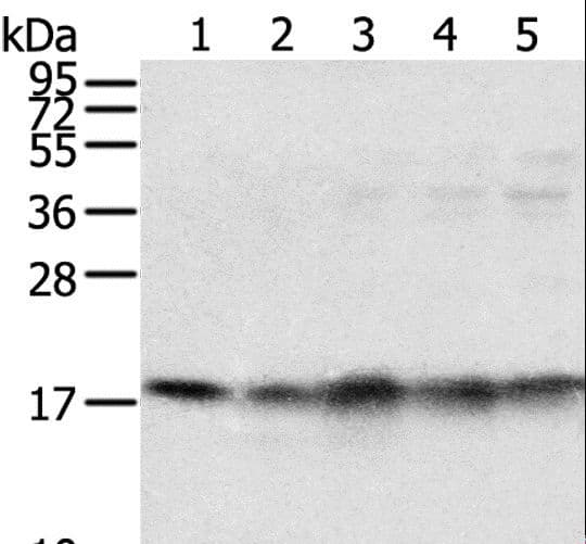 TAF11 Antibody
