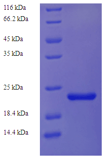 Geobacillus stearothermophilus Gellan Lyase Protein (Recombinant 6His, N-terminus)