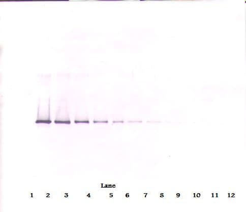 Neuroserpin Antibody (Biotin)