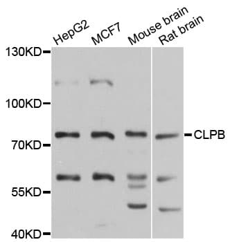 CLPB Antibody