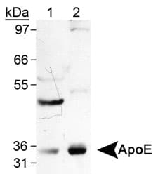 APOE / Apolipoprotein E Antibody (clone WUE-4, DY650)