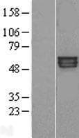 KCNA1 / Kv1.1 Protein (Over-Expression Lysate Myc-DDK (Flag))