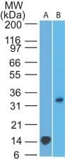TREX1 Antibody (aa211-350, clone 41M5F2)